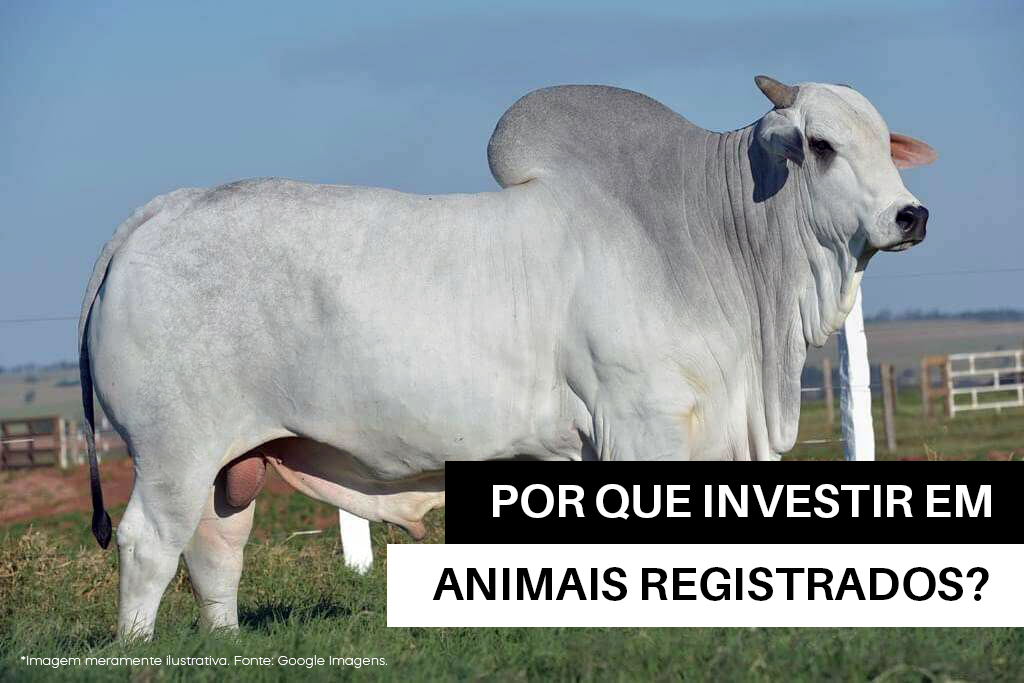 Os benefícios do investimento em animais registrados para pecuaristas