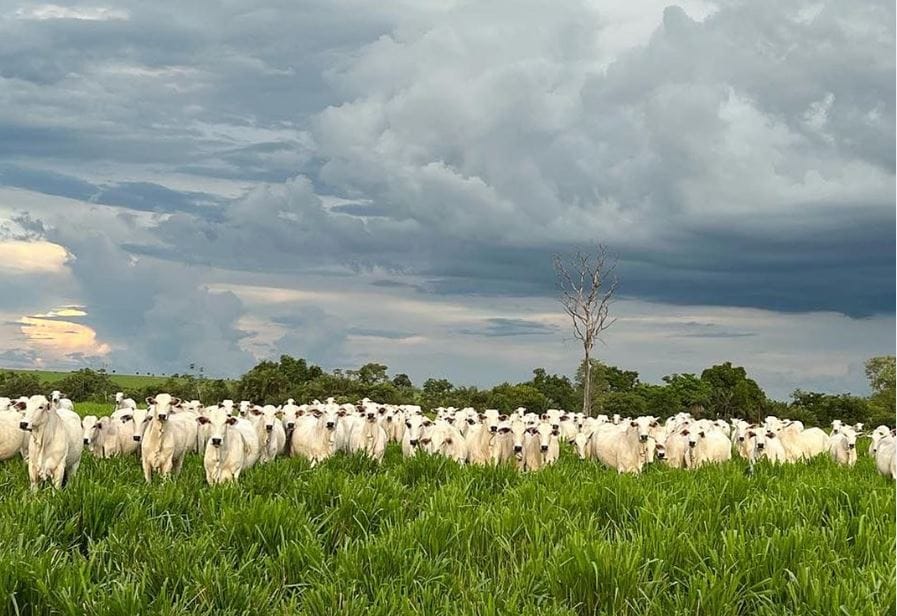 Produção de carne em Mato Grosso e Goiás aumenta 40% em dez anos